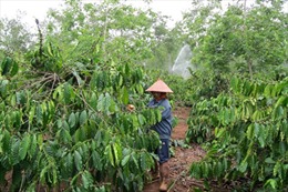 Tái canh cây cà phê ở Tây Nguyên - Diện tích “lão hóa” tăng nhanh